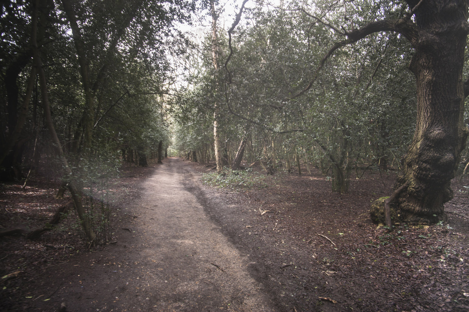 Walking The Capital Ring, a circular walk  of some 78 miles around inner and central London